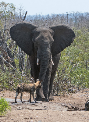 <i class='fa fa-user'></i>&nbsp;Martin Lok&nbsp;|  Afrikaanse Wilde Hond&nbsp; <i class='fa fa-eye'>&nbsp;132</i> &nbsp; <i class='fa fa-comment-o'>&nbsp;1</i>