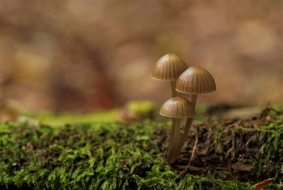<i class='fa fa-user'></i>&nbsp;Jelle Bakker&nbsp;|  Bundelchloormycena&nbsp; <i class='fa fa-eye'>&nbsp;69</i> &nbsp; <i class='fa fa-comment-o'>&nbsp;1</i>