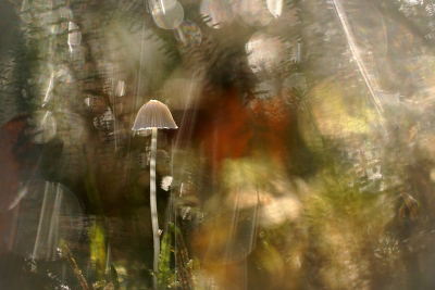 <i class='fa fa-user'></i>&nbsp;Nel R&nbsp;|  Mycena sp.&nbsp; <i class='fa fa-eye'>&nbsp;205</i> &nbsp;<i class='fa fa-thumbs-up'>&nbsp;22</i> &nbsp; <i class='fa fa-comment-o'>&nbsp;12</i>