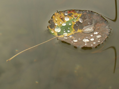 Het zelfde blad alleen dan heb ik hier het ruis in het water verwijdert. Vind het zelf stukken verbeterd zo.