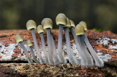 <i class='fa fa-user'></i>&nbsp;Robert Rodenburg&nbsp;|  Mycena sp.&nbsp; <i class='fa fa-eye'>&nbsp;163</i> &nbsp;<i class='fa fa-thumbs-up'>&nbsp;8</i> &nbsp; <i class='fa fa-comment-o'>&nbsp;9</i>