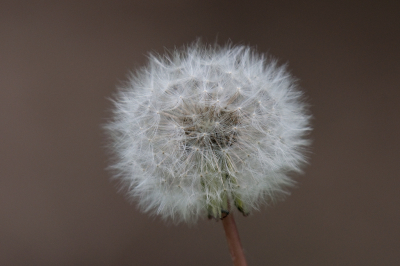 <i class='fa fa-user'></i>&nbsp;Ties Niehof&nbsp;|  Paardenbloem&nbsp; <i class='fa fa-eye'>&nbsp;63</i> &nbsp; <i class='fa fa-comment-o'>&nbsp;1</i>