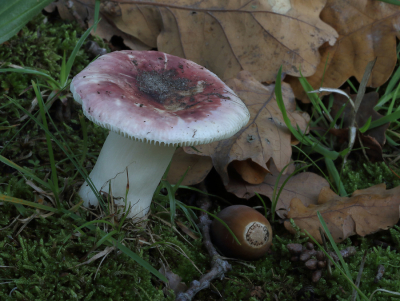 <i class='fa fa-user'></i>&nbsp;Ad Sprang&nbsp;|  Zwartpurperen Russula&nbsp; <i class='fa fa-eye'>&nbsp;97</i> &nbsp; <i class='fa fa-comment-o'>&nbsp;15</i>