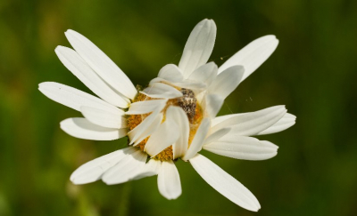 <i class='fa fa-user'></i>&nbsp;Corn� Stam&nbsp;|  Gewone Margriet&nbsp; <i class='fa fa-eye'>&nbsp;66</i> &nbsp; <i class='fa fa-comment-o'>&nbsp;0</i>