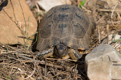 <i class='fa fa-user'></i>&nbsp;Willem Verhagen&nbsp;|  Klokschildpad&nbsp; <i class='fa fa-eye'>&nbsp;81</i> &nbsp; <i class='fa fa-comment-o'>&nbsp;5</i>