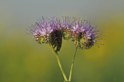 <i class='fa fa-user'></i>&nbsp;Cor&nbsp;|  Phacelia&nbsp; <i class='fa fa-eye'>&nbsp;97</i> &nbsp;<i class='fa fa-thumbs-up'>&nbsp;5</i> &nbsp; <i class='fa fa-comment-o'>&nbsp;9</i>