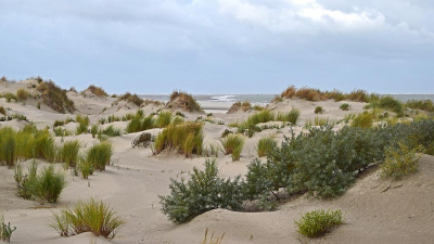 <i class='fa fa-user'></i>&nbsp;kooyammers&nbsp;|  Jonge Duinen&nbsp; <i class='fa fa-eye'>&nbsp;92</i> &nbsp;<i class='fa fa-thumbs-up'>&nbsp;3</i> &nbsp; <i class='fa fa-comment-o'>&nbsp;5</i>