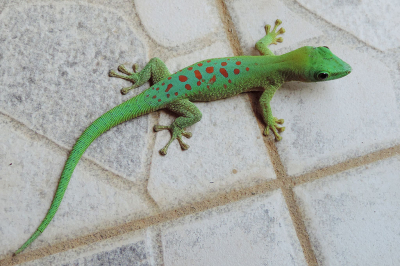 <i class='fa fa-user'></i>&nbsp;A. Soeting&nbsp;|  Madagaskardaggekko&nbsp; <i class='fa fa-eye'>&nbsp;107</i> &nbsp;<i class='fa fa-thumbs-up'>&nbsp;3</i> &nbsp; <i class='fa fa-comment-o'>&nbsp;10</i>