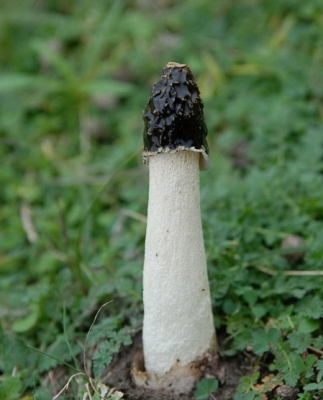 aangetroffen, samen met een wat ouder ex. aan de voet van de zeereep, op topje in schraal grasland