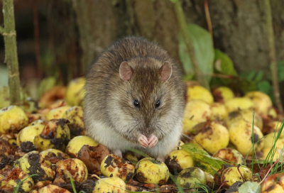 <i class='fa fa-user'></i>&nbsp;honderwa&nbsp;|  Bruine Rat&nbsp; <i class='fa fa-eye'>&nbsp;152</i> &nbsp;<i class='fa fa-thumbs-up'>&nbsp;4</i> &nbsp; <i class='fa fa-comment-o'>&nbsp;6</i>