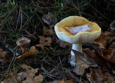 <i class='fa fa-user'></i>&nbsp;Ad Sprang&nbsp;|  Geelwitte Russula&nbsp; <i class='fa fa-eye'>&nbsp;81</i> &nbsp; <i class='fa fa-comment-o'>&nbsp;4</i>
