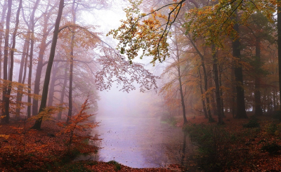 <i class='fa fa-user'></i>&nbsp;Ben Aalders&nbsp;|  Mistige herfst&nbsp; <i class='fa fa-eye'>&nbsp;144</i> &nbsp;<i class='fa fa-thumbs-up'>&nbsp;5</i> &nbsp; <i class='fa fa-comment-o'>&nbsp;8</i>