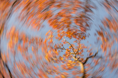 <i class='fa fa-user'></i>&nbsp;Truus Aletta Maan&nbsp;|  Herfst kleuren&nbsp; <i class='fa fa-eye'>&nbsp;92</i> &nbsp;<i class='fa fa-thumbs-up'>&nbsp;2</i> &nbsp; <i class='fa fa-comment-o'>&nbsp;8</i>