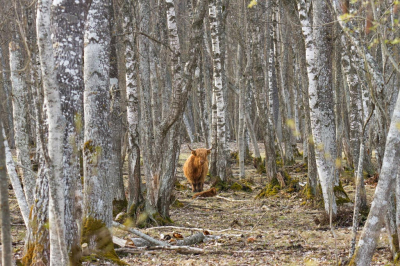 Tijdens mijn vogelreis in Estland uiteraard ook genoten van de prachtige landschappen en ander 'gedierte'. Tijdens een wandeling kwam ik in een berkenbos een Schotse Hooglander tegen. Later zag ik op de foto dat deze bij een kalfje stond.