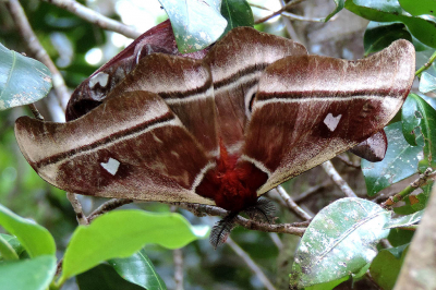 <i class='fa fa-user'></i>&nbsp;A. Soeting&nbsp;|  Madagaskar Keizermot&nbsp; <i class='fa fa-eye'>&nbsp;95</i> &nbsp; <i class='fa fa-comment-o'>&nbsp;5</i>