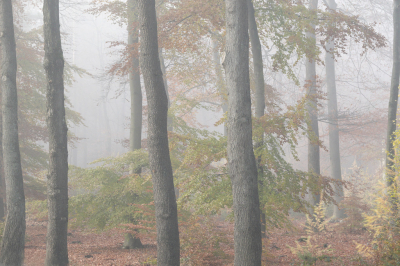 Nadat het eerst zonnig was geweest kwam de mist op zetten. De kleuren van de bomen waren heel bijzonder vond ik.