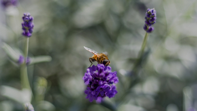 Lavendelstruikje in de tuin waarop de bij naar honing zocht.
