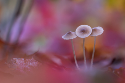 <i class='fa fa-user'></i>&nbsp;Jan Huijbers&nbsp;|  Grijze Mycena&nbsp; <i class='fa fa-eye'>&nbsp;133</i> &nbsp;<i class='fa fa-thumbs-up'>&nbsp;5</i> &nbsp; <i class='fa fa-comment-o'>&nbsp;7</i>