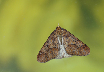 <i class='fa fa-user'></i>&nbsp;Ad Sprang&nbsp;|  Grote Wintervlinder&nbsp; <i class='fa fa-eye'>&nbsp;88</i> &nbsp; <i class='fa fa-comment-o'>&nbsp;7</i>