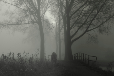 <i class='fa fa-user'></i>&nbsp;B.M.Schouten-Ruis&nbsp;|  Bomen in de mist&nbsp; <i class='fa fa-eye'>&nbsp;106</i> &nbsp;<i class='fa fa-thumbs-up'>&nbsp;3</i> &nbsp; <i class='fa fa-comment-o'>&nbsp;9</i>