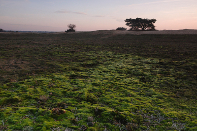 Momenteel wordt een deel van het Kootwijkerzand geschoond van het tankmos. Ik was benieuwd waar ze precies bezig waren. Het was op een ander stuk dan waar ik wandelde in het laatste licht. De late middagzon scheen precies op de plek die ik wilde fotograferen. Ook hier is de invloed van hoge concentratiestikstof te zien. In de loop daar jaren heb ik dit deel zien vermossen.