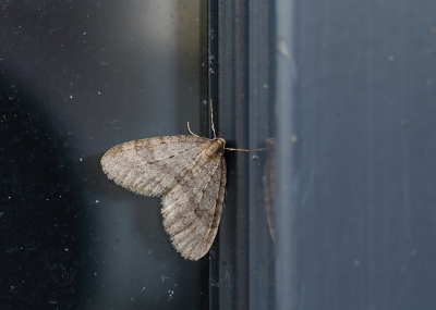 <i class='fa fa-user'></i>&nbsp;Ad Sprang&nbsp;|  Kleine Wintervlinder&nbsp; <i class='fa fa-eye'>&nbsp;77</i> &nbsp; <i class='fa fa-comment-o'>&nbsp;5</i>