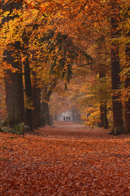 Op deze ochtend hing er een klein beetje mist in het bos, ik kwam dit pad tegen met prachtige herfstkleuren. Ik heb hier gewacht op voorbijgangers om zo het plaatje compleet te krijgen.