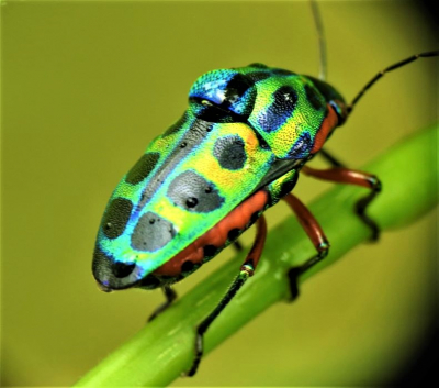 During a walk after a tropical rainshower I found this bug with a drop on its back. I used a Nikon Coolpix with a Raynox Macroconverter