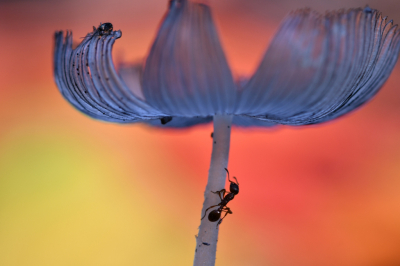 Tijdens het fotograferen van dit hazenpootje kwam ineens deze mier mijn beeld ingewandeld, wat een geluk! Snel scherp gesteld op de mier en de herfstbladeren in de achtergrond geven kleur aan deze foto.