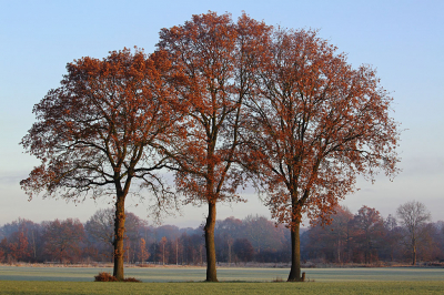 <i class='fa fa-user'></i>&nbsp;Pieter  LJ&nbsp;|  Kleurrijke herfst&nbsp; <i class='fa fa-eye'>&nbsp;57</i> &nbsp; <i class='fa fa-comment-o'>&nbsp;3</i>