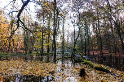 <i class='fa fa-user'></i>&nbsp;David&nbsp;|  Herfstkleuren met een natte herfst&nbsp; <i class='fa fa-eye'>&nbsp;76</i> &nbsp; <i class='fa fa-comment-o'>&nbsp;8</i>