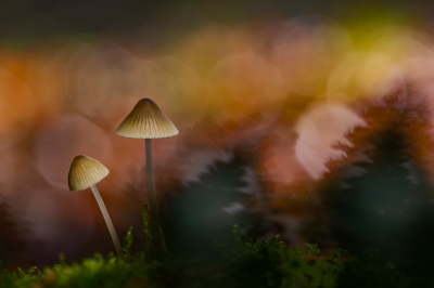 Na een stevige regenbui brak de zon door, dit zorgt voor de mooie schitteringen in de achtergrond. De paddestoelen zijn iets aangestraald met een zaklampje.