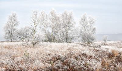 Zeer dichte mist hier vanmorgen. Maar niet weggegaan. Op een gegeven moment toch in de buurt wezen kijken. Heel bijzonder. Op nog geen 10km van huis een heerlijk zonnetje met berijpte bomen.  Niet ver daarvandaan alles weer groen en mistig. Op de terugweg naar huis weer in de dichte mist gekomen. Er lag overal veel ijshaar. Zelfs vanmiddag om 3 uur zag ik het nog liggen. Koude dag dus.