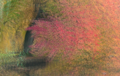 Een dag het bos in geweest om herfstsferen vast te leggen. Gebruik gemaakt van meervoudige belichting (average blending) in de camera, met een lichte draaiing.