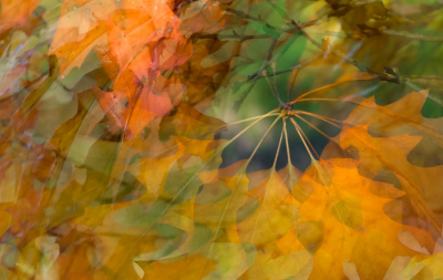 Een tak van een eik leende zich prima voor het vastleggen van herfstkleuren. Een meervoudige belichting via de camera.