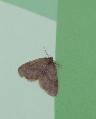 <i class='fa fa-user'></i>&nbsp;Ad Sprang&nbsp;|  Kleine Wintervlinder&nbsp; <i class='fa fa-eye'>&nbsp;67</i> &nbsp; <i class='fa fa-comment-o'>&nbsp;4</i>