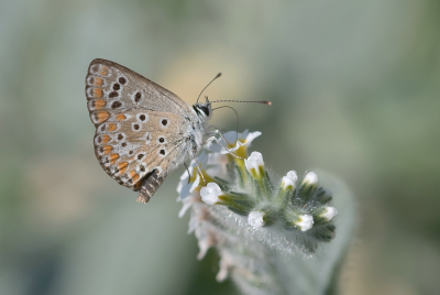 <i class='fa fa-user'></i>&nbsp;Johan van Gurp&nbsp;|  Bruin Blauwtje&nbsp; <i class='fa fa-eye'>&nbsp;66</i> &nbsp;<i class='fa fa-thumbs-up'>&nbsp;3</i> &nbsp; <i class='fa fa-comment-o'>&nbsp;1</i>