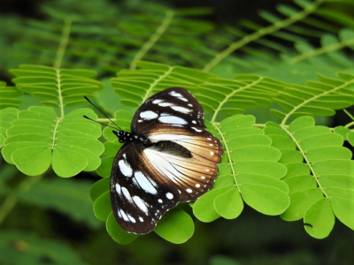 Sometimes black and white is more striking than the most colorful insect or birds