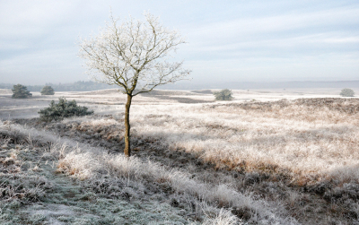 De vorige keer dat ik er was zaten er nog blaadjes aan dit boompje.
Nu diende het als voorgrond voor een winters decor. Mooi om zo'n plekje te zien bij verschillende weersomstandigheden.