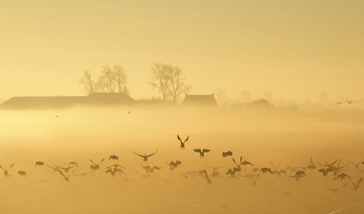 <i class='fa fa-user'></i>&nbsp;Nel R&nbsp;|  Mist in de polder&nbsp; <i class='fa fa-eye'>&nbsp;158</i> &nbsp;<i class='fa fa-thumbs-up'>&nbsp;16</i> &nbsp; <i class='fa fa-comment-o'>&nbsp;15</i>