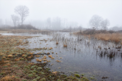 Terwijl ik aan het wandelen was trok het steeds meer dicht. Ik hoorde vogelgeluiden. In de verte hoorde ik ook stemmen van mensen. Er waren vrijwilligers aan het dennenscheren. Het gebied groeit anders helemaal dicht. Het water begint weer te komen. In de zomer is dit een droog gebied helaas. Dan is er weinig leven in het gebied.