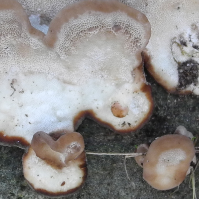 Dinsdagmiddag zag een kennis van me deze paddenstoel.
Is het een Scherpe Schelpzwam?
Zo nee, weet iemand wat het wel is?
Dit is een detail van de foto https://www.nederpix.nl/album_edit.php?pic_id=255032