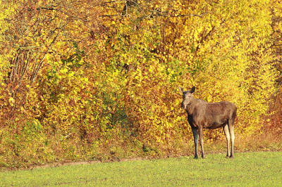 Op een prachtige herfstdag kwam ik deze elanden koe tegen.