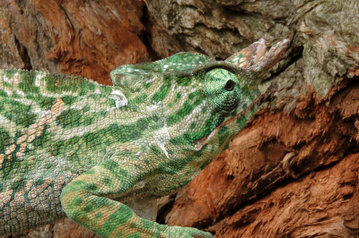 <i class='fa fa-user'></i>&nbsp;A. Soeting&nbsp;|  Parson's Kameleon&nbsp; <i class='fa fa-eye'>&nbsp;89</i> &nbsp; <i class='fa fa-comment-o'>&nbsp;3</i>