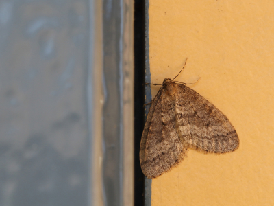 <i class='fa fa-user'></i>&nbsp;Ad Sprang&nbsp;|  Kleine Wintervlinder&nbsp; <i class='fa fa-eye'>&nbsp;75</i> &nbsp; <i class='fa fa-comment-o'>&nbsp;4</i>
