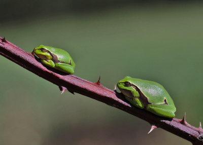 Dit jaar maar weer eens gaan zoeken naar de Boomkikker. Het was erg warm die dag en de insecten zaten constant om me heen.maar na lang zoeken had ik dan toch eindelijk een paar boomkikkers gevonden die ook mooi bleven poseren.