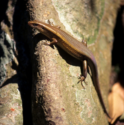 <i class='fa fa-user'></i>&nbsp;Gerard Visser&nbsp;|  Gouden Skink&nbsp; <i class='fa fa-eye'>&nbsp;74</i> &nbsp; <i class='fa fa-comment-o'>&nbsp;5</i>