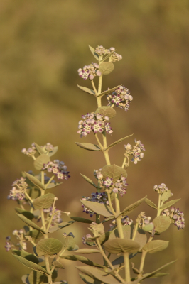 <i class='fa fa-user'></i>&nbsp;Gerard Visser&nbsp;|  Calotropis gigantea&nbsp; <i class='fa fa-eye'>&nbsp;78</i> &nbsp;<i class='fa fa-thumbs-up'>&nbsp;1</i> &nbsp; <i class='fa fa-comment-o'>&nbsp;7</i>