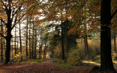 <i class='fa fa-user'></i>&nbsp;Tineke Strijbosch&nbsp;|  Kleuren in het bos&nbsp; <i class='fa fa-eye'>&nbsp;76</i> &nbsp;<i class='fa fa-thumbs-up'>&nbsp;2</i> &nbsp; <i class='fa fa-comment-o'>&nbsp;4</i>