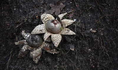 De dag ervoor waren we met een hele ploeg vrijwilligers daar om de sprengen schoon te maken. Deze aardsterren vielen toen op. Helaas toen stromende regen. Dus gisteren terug gegaan om ze te fotograferen.